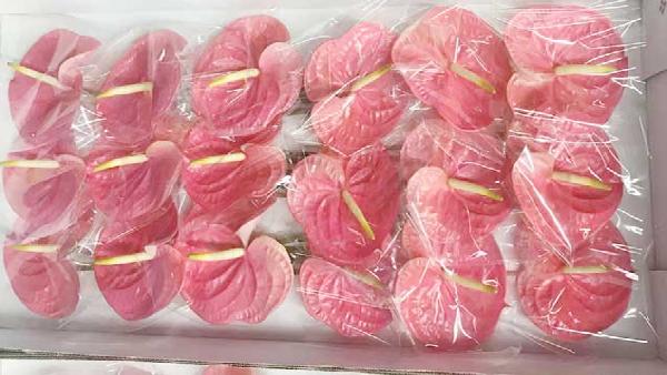 花卉中心粉掌批发图片展示