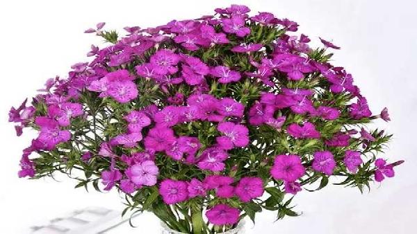 花卉中心相思梅紫批发图片展示