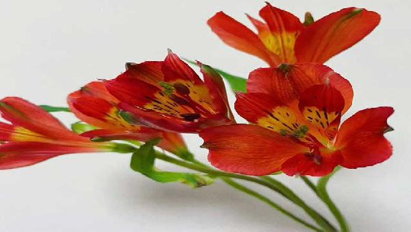 花卉中心水仙百合红批发图片展示