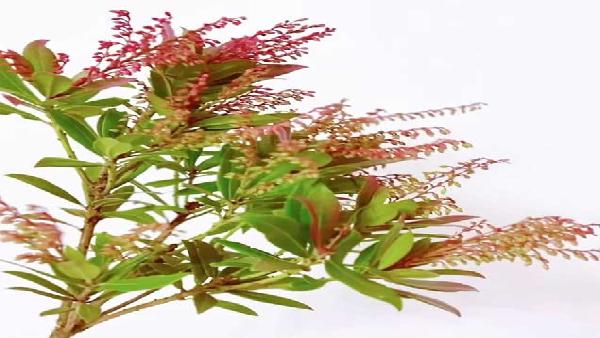 花卉中心山里红批发图片展示