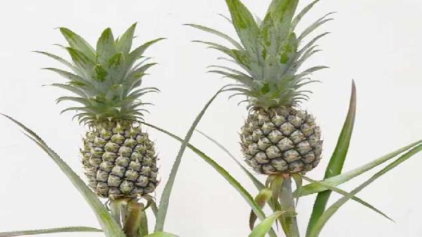 花卉中心凤梨绿批发图片展示