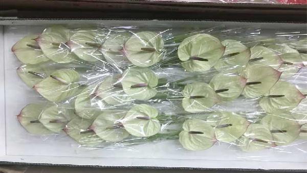 花卉中心白掌批发图片展示