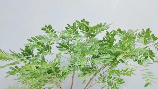 花卉中心清香木批发图片展示