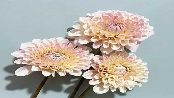 花卉中心大丽花白批发图片展示