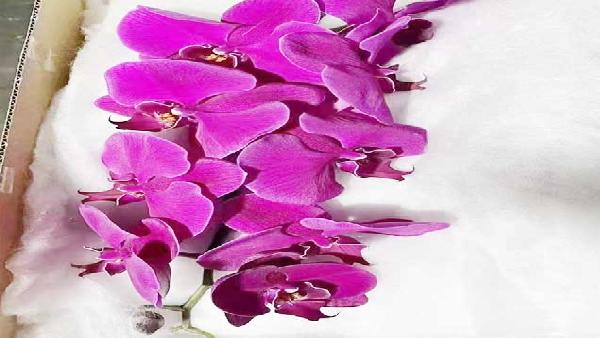 花卉中心蝴蝶兰紫批发图片展示