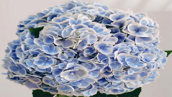 花卉中心绣球(孔雀蓝)批发图片展示