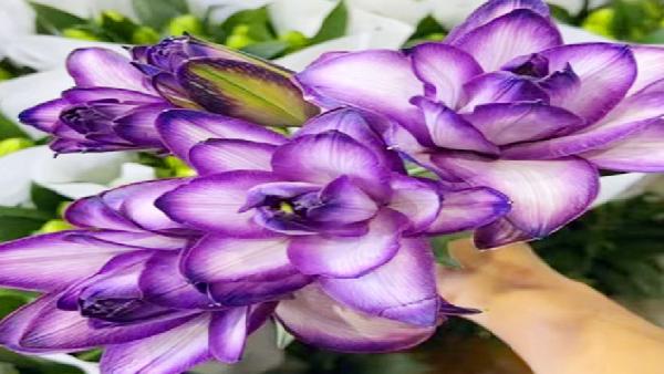 花卉中心吸色紫百合3头批发图片展示