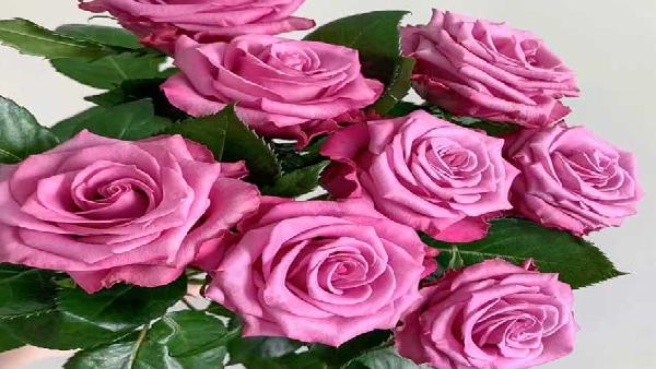 花卉中心嫣然批发图片展示