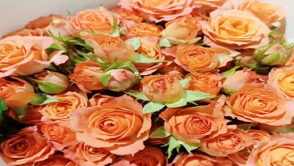 花卉中心杏色蕾丝批发图片展示