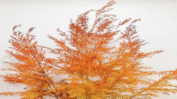 花卉中心千层金橙批发图片展示