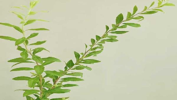 花卉中心雪柳叶批发图片展示