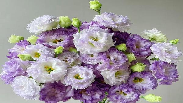花卉中心洋桔梗(烟灰)批发图片展示
