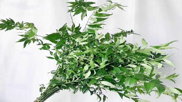 花卉中心万年青批发图片展示