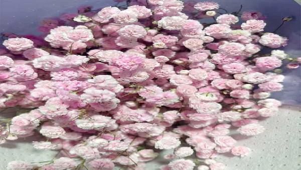 花卉中心彩星浅粉批发图片展示