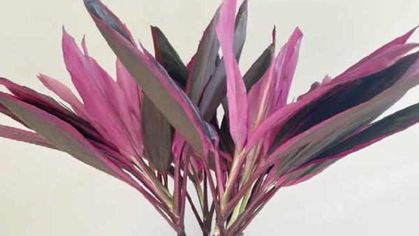 花卉中心朱焦叶红批发图片展示