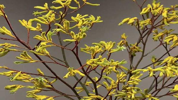 花卉中心袋鼠爪黄批发图片展示