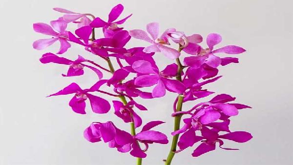 花卉中心万代兰紫批发图片展示