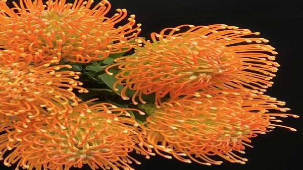 花卉中心针垫橙批发图片展示