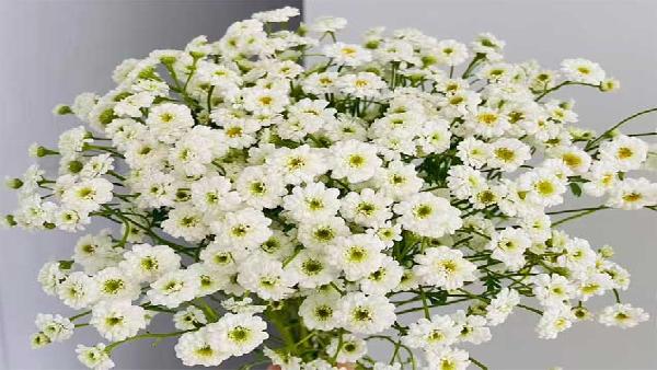 花卉中心重瓣洋甘菊批发图片展示