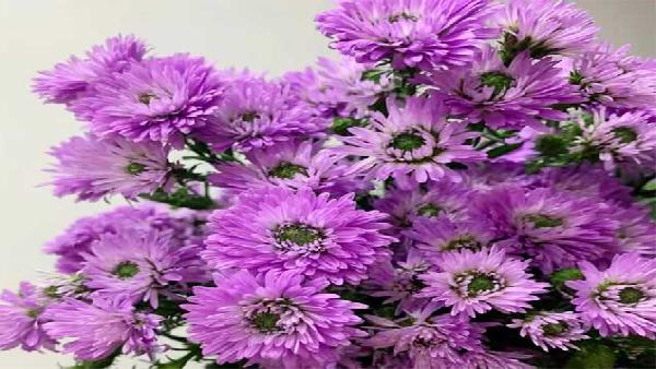 花卉中心孔雀草粉批发图片展示