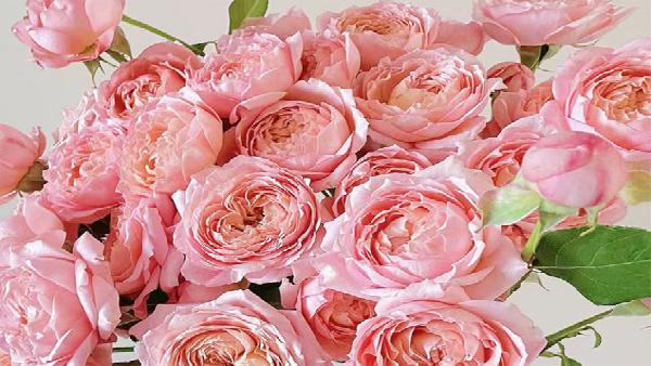 花卉中心朱丽叶塔批发图片展示