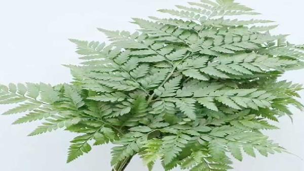 花卉中心高山羊齿批发图片展示