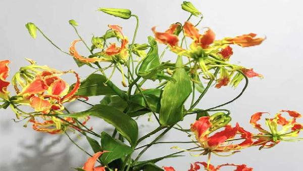 花卉中心嘉兰批发图片展示