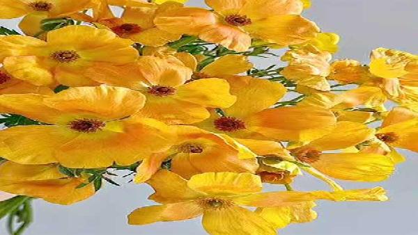 花卉中心蝴蝶洋牡丹橙批发图片展示