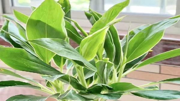 花卉中心朱焦叶绿批发图片展示