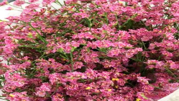 花卉中心水晶草红批发图片展示