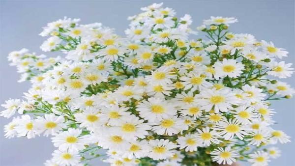 花卉中心孔雀草白批发图片展示