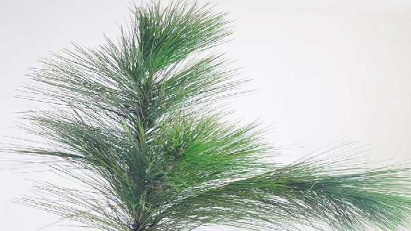 花卉中心马尾松批发图片展示