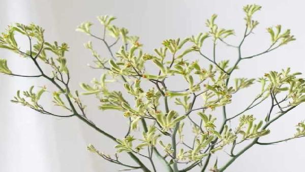 花卉中心袋鼠爪绿批发图片展示