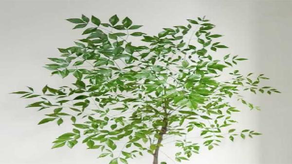 花卉中心南天竹绿批发图片展示