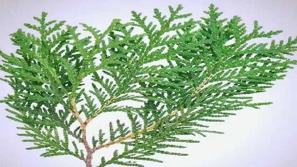 花卉中心扁柏批发图片展示