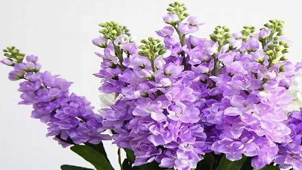 花卉中心紫罗兰浅紫批发图片展示