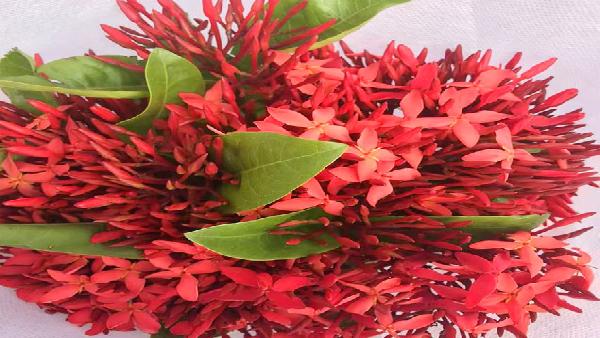 花卉中心红龙船花批发图片展示