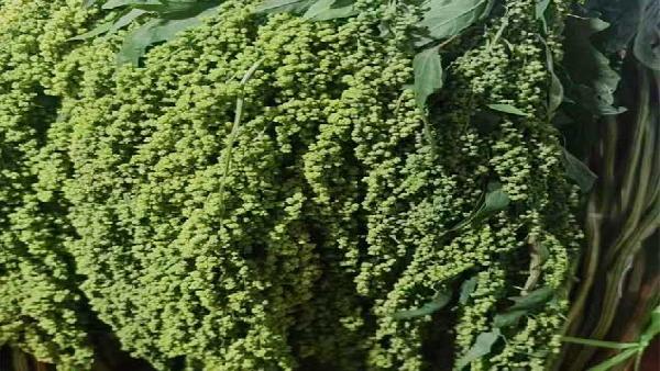 花卉中心柔丽丝绿批发图片展示