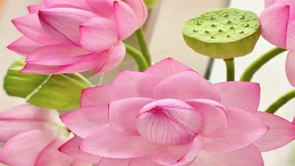 花卉中心荷花粉批发图片展示