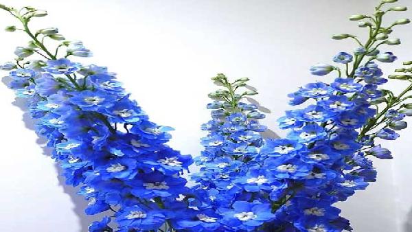 花卉中心大飞燕深蓝批发图片展示