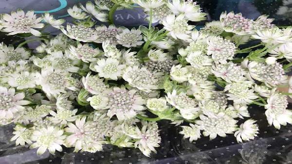 花卉中心心情批发图片展示