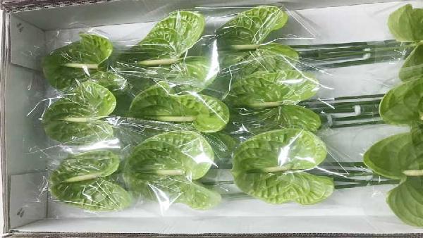 花卉中心绿掌批发图片展示