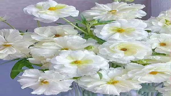 花卉中心蝴蝶洋牡丹白批发图片展示