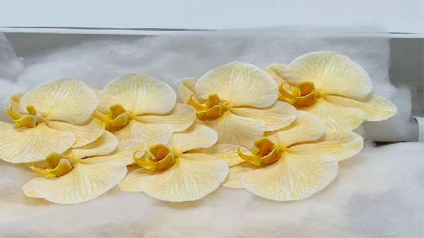 花卉中心蝴蝶兰(黄)批发图片展示