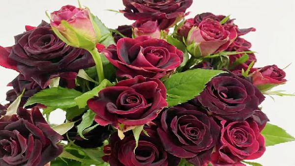 花卉中心紫罗兰批发图片展示