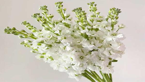 花卉中心紫罗兰白批发图片展示