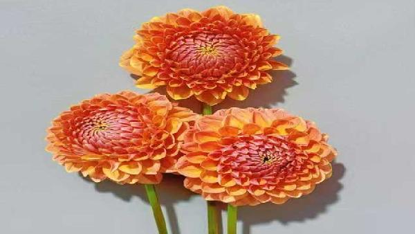 花卉中心大丽花橙批发图片展示