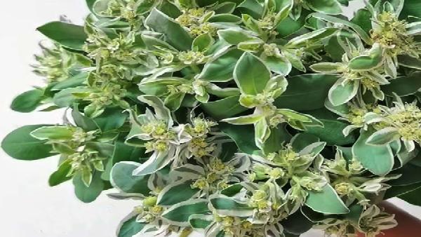 花卉中心叶上花批发图片展示