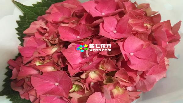 花卉中心绣球(红色)批发图片展示