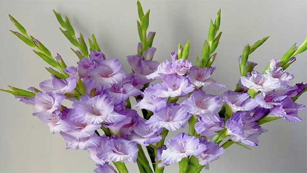花卉中心剑兰浅紫批发图片展示
